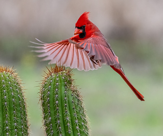 Northern Cardinal Male      _DSC1796-Edit