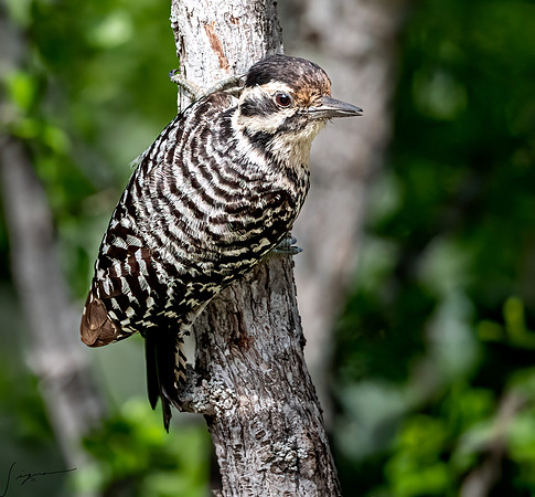 Ladder-backed Woodpecker Female LaLomitaRanch20210501_0474-Edit