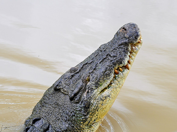 20250122DarwinAustralia_0913