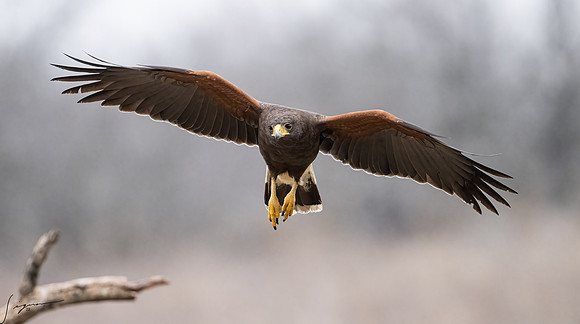 Harris Hawk    _DSC5270-Edit