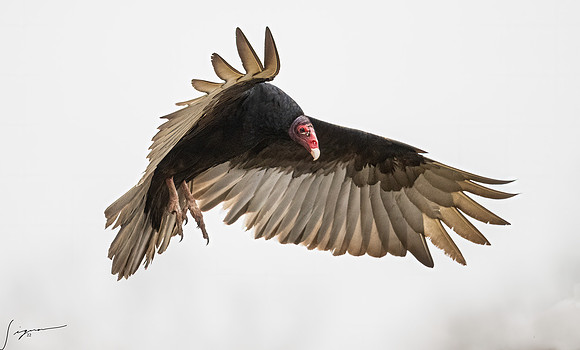 Turkey Vulture   _DSC5243-Edit
