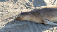 Elephant Seal Rookery San Simeon CA