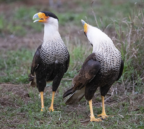Crested Caracara Adult      _DSC4311-Edit