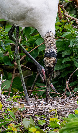 NorthLakesNestingArea20190408_0818