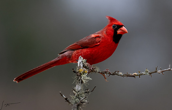 Northern Cardinal Male      _DSC6842-Edit