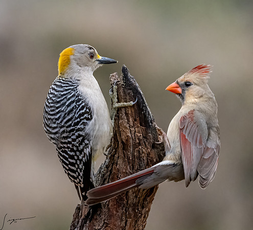 Female Golden-fronted Woodpecker Northern Cardinal _DSC2408-Edit