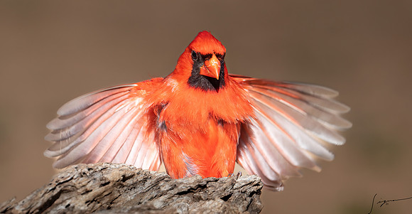 Northern Cardinal Male LaLomitaRanch20210502_0599-Edit