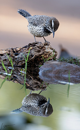 Cactus Wren ElephantHeadPond20220506_20220506_0309-Edit