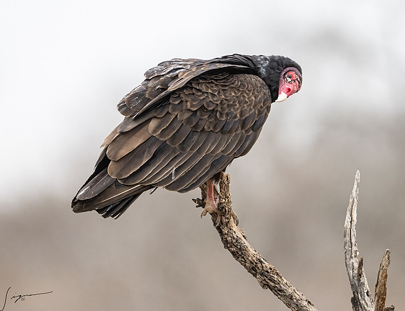 Turkey Vulture  _DSC5766-Edit