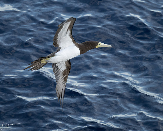 20250108SeaDay_1536