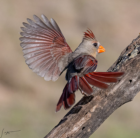 Pyrrhuloxia _DSC7404-Edit