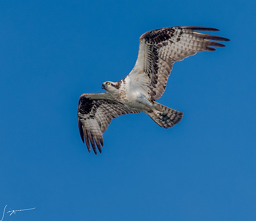 BlueCypressLake20190411_0150
