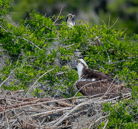 BlueCypressLake20190412_1127