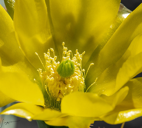 Bunny Ear Cactus LaLomitaRanch20210502_0315-Edit