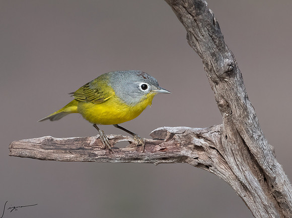 Nashville Warbler LaLomitaRanch20210501_0721-Edit